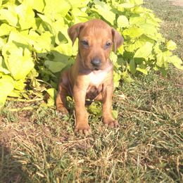 Boomer - Rd whtn blk nose male Rhodesian Ridgeback puppy in Carney, Oklahoma from River Run Parson Russell terriers & River Run Ridgebacks