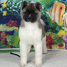 Sienna - Silver, black overlay female Akita puppy in Newberry, Michigan from Day Dream Akita & Shiba Inu