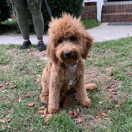 Fancy - Labradoodle