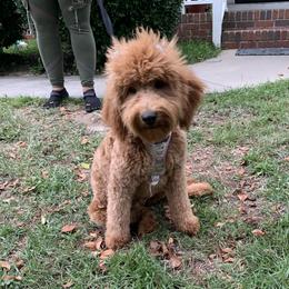 Fancy - Labradoodle