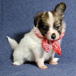 Abby - Red white and sable female Papillon puppy in Frostproof, Florida from Longwing Kennel