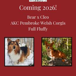 Pembroke Welsh Corgi puppies from St. Lawrence Corgis