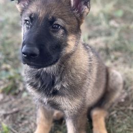 German Shepherd Puppies from Platzhirsch German Shepards