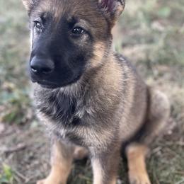 German Shepherd Puppies from Platzhirsch German Shepards