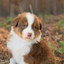 Blaze - Red tri-color male Australian Shepherd puppy in Oakridge, Oregon from Middle Fork Australian Shepherds