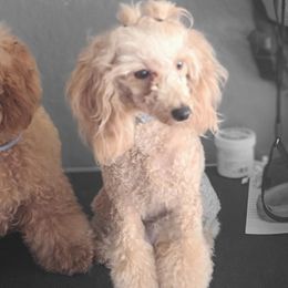 Almedra - Poodle