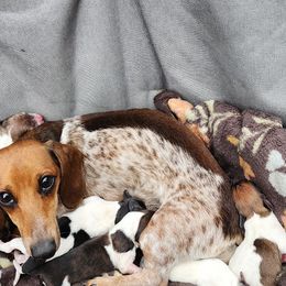 Dachshund puppies from Haus of Wiener Schnitzel
