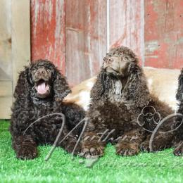 Poodle Puppies from Northern creek standard poodles
