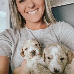 Goldendoodle Puppies from Mercy Doodles
