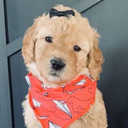 Girl 2 - Cream Goldendoodle puppy in Manchester, Connecticut from G & J Doodles LLC