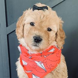 Girl 2 - Cream Goldendoodle puppy in Manchester, Connecticut from G & J Doodles LLC