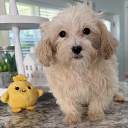 Tahoe - Apricot male Maltipoo puppy in Colonial Beach, Virginia from BeachRidge Pups