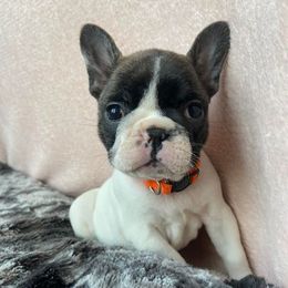 Boxers and French Bulldogs from Spruce Creek Kennels