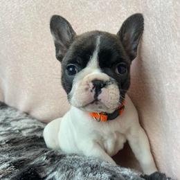 Boxers and French Bulldogs from Spruce Creek Kennels