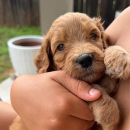 Purple - female Golden Mountain Doodle puppy in Leander, Texas from Olive Grove Doodles