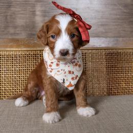 Clementine - Red  female Goldendoodle puppy in Warsaw, Ohio from Lovabledoodles
