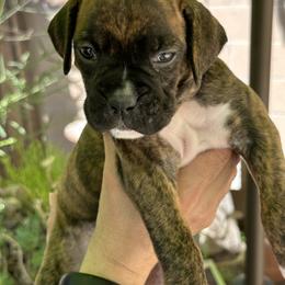 Bubba - Brindle Boxer puppy in Los Angeles, California from Barrow’s Boxers