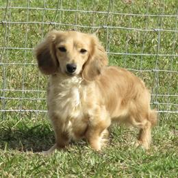 Emy - Dachshund