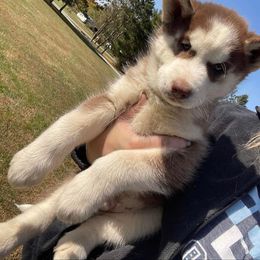 Siberian Husky Puppies from Siberian Huskies-Beckham the Great