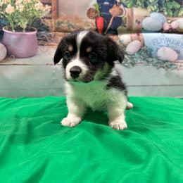 Shamrock - Black and tan female Pembroke Welsh Corgi puppy in Barstow, California from Caldwell’s Corgis of Southern California