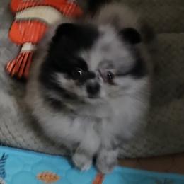 Boy 1 - Blue merle male Pomeranian puppy in Downers Grove, Illinois from Forever Pomeranians