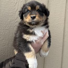 Corduroy - Black tri-color male Australian Shepherd puppy in Selah, Washington from Bear Creek Aussies