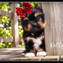 Dolly - Black and tan female Yorkshire Terrier puppy in Warren, Michigan from Danielle's Yorkie Babies