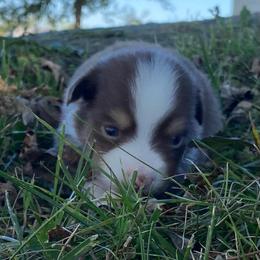 Coral - Red tri female Miniature Australian Shepherd puppy in California, Kentucky from Sonlight Ridge Aussies