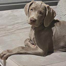 Weimaraner Puppies from So-IN Weimaraner's