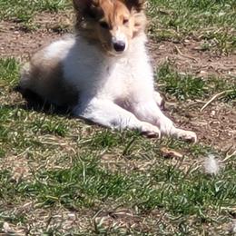 Male boy 1 - Sable male Collie puppy in Hartland, Michigan from Magnificent Collies