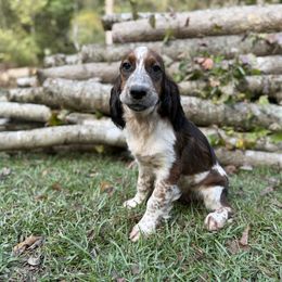 Hunter - Black white and tan male English Springer Spaniel puppy in Comer, Georgia from Stratton Spaniels