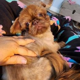 King - Pekingese