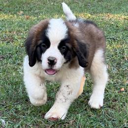Martin - Brown and white male Saint Bernard puppy in Warrensburg, Missouri from Hirt House Saints
