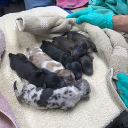 Dachshund puppies from BenderDachs