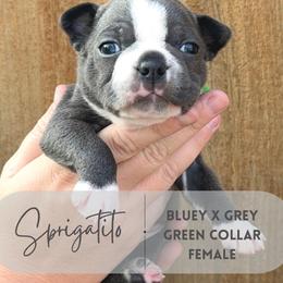 Sprigatito - Blue female Boston Terrier puppy in West Jefferson, Ohio from Kline Kennels