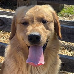 Herc - Golden Retriever