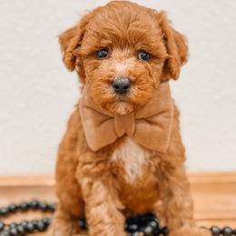 Cash - Red  male Goldendoodle puppy in Iola, Texas from Supreme Doodles of Texas