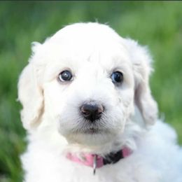 Goldendoodle and Poodle Puppies from Serenity Doodles