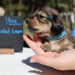 Rolo (light blue collar) - Cream male Dachshund puppy in Prospect, Oregon from Spunky Sausage Pups