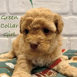Green Collar Girl - Apricot female Goldendoodle puppy in San Augustine, Texas from Vintage Doodles