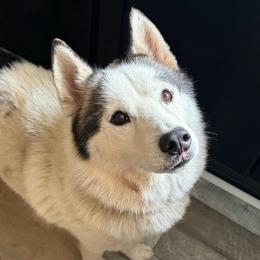 Swayze - Black and white male Siberian Husky puppy in Warrenville, South Carolina from StormVale Siberian Huskies