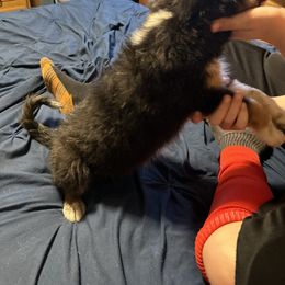 Rip - Black tri Toy Australian Shepherd puppy in Marshall, Missouri from Schuber's Stockdogs