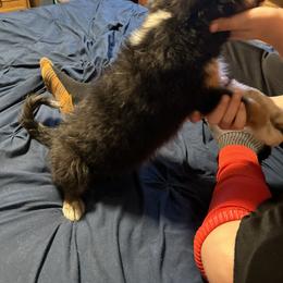 Rip - Black tri Toy Australian Shepherd puppy in Marshall, Missouri from Schuber's Stockdogs