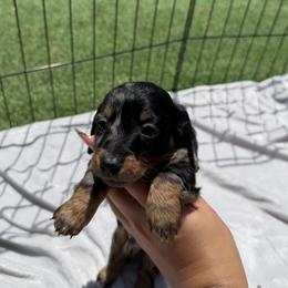 Dachshund Puppies from Pretty Dachshunds 661