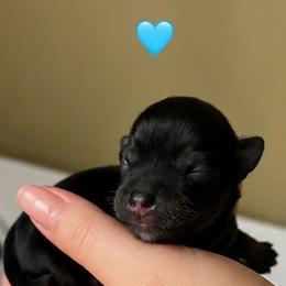 Male - Black and tan male Yorkshire Terrier puppy in Phil Campbell, Alabama from MagnoliaYorkies