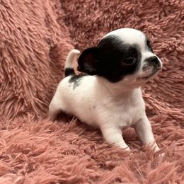Mizu - Black and white male Chihuahua puppy in Auburn, California from Gold Country Chihuahuas