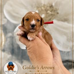 Fletcher - Red  male Goldendoodle puppy in Orangevale, California from Ugly Dad Doodles