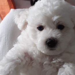 Bichon Frises from My Beautiful Bichons