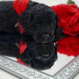 Brown - Black male Goldendoodle puppy in Byron, Georgia from Southern Olive Doodles 🫒
