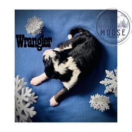 Wrangler - Tri-color male Bernedoodle puppy in Belleville, Michigan from Moose Tracks Bernedoodles